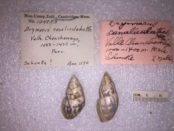 Media type: image; Malacology 124833 Description: 124833_Drymaeus_canalieulatus image;